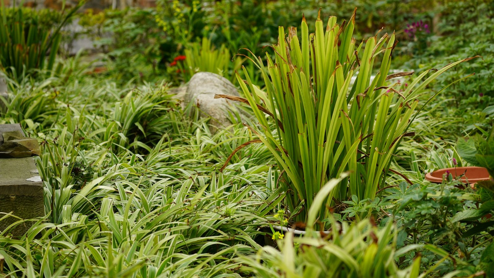 Tuin met afsluiting